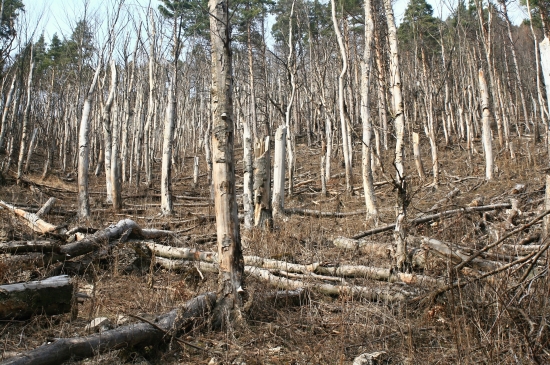 spalenisko