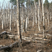 spalenisko