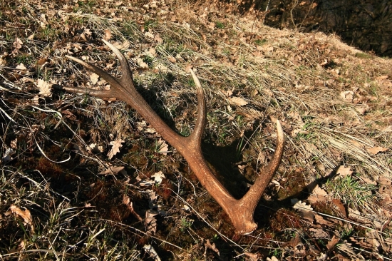 10 torak v podvečernom svetle ..