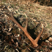 10 torak v podvečernom svetle ..