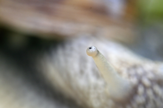 zoči - voči ...:-D