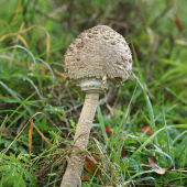 Bedla