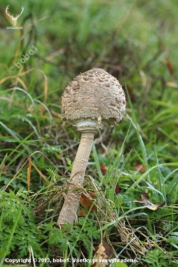 Bedla