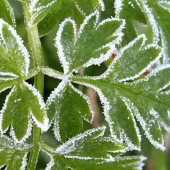 Po prvom rannom mrazíku...