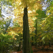 Taký zlatý...jesený...