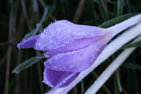 v mrazivom závoji..