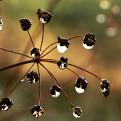 po daždivej noci...