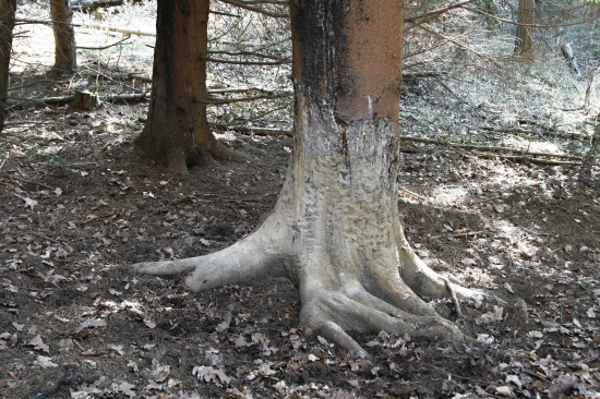 Strom rozkošíííí :-D