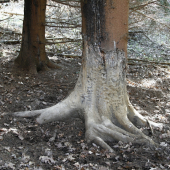 Strom rozkošíííí :-D