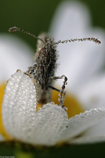 Zmoknutý mimozemšťan