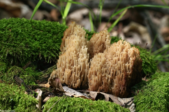 Také strapaté...:-D