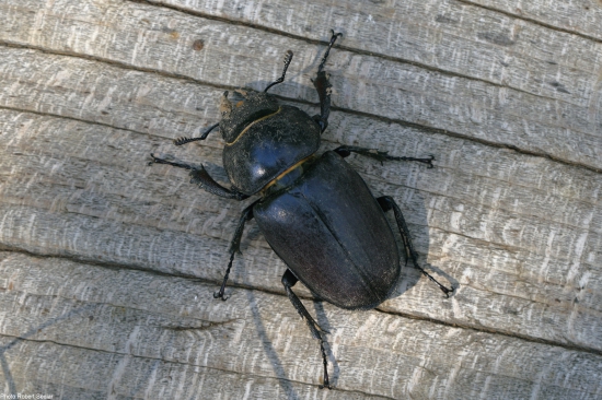 Pani roháčová... :-D