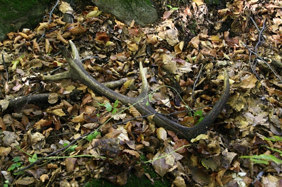 Tiež už dobre odležaný ...