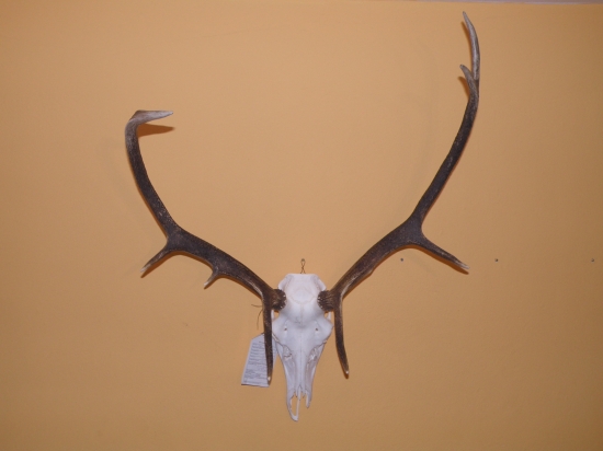 Poškodená trofej z chovateľskej prehliadky