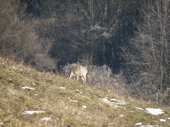 Srnček