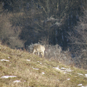 Srnček