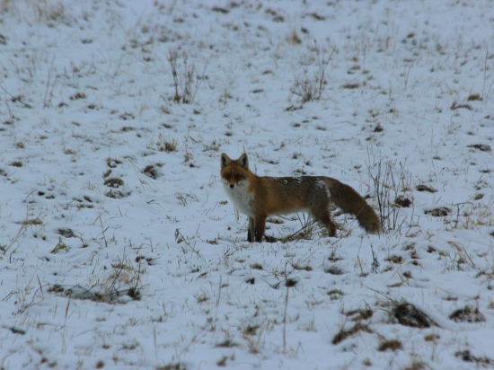 Vulpes vulpes