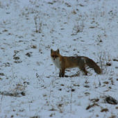 Vulpes vulpes