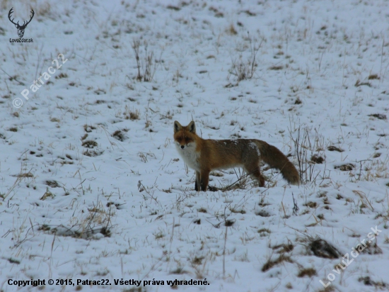 Vulpes vulpes