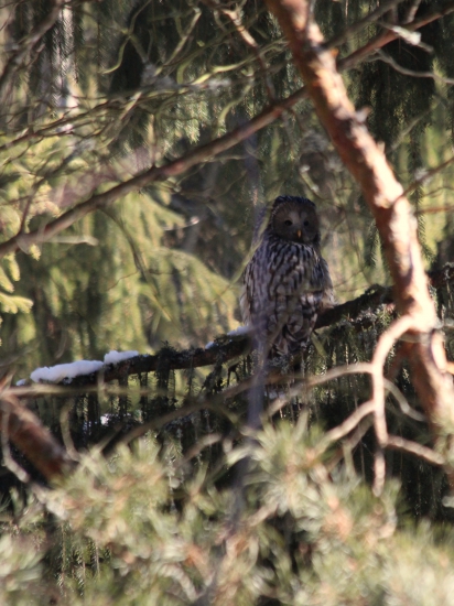 Strix uralensis