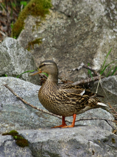 kačka
