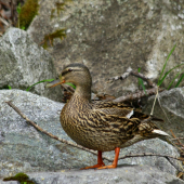 kačka