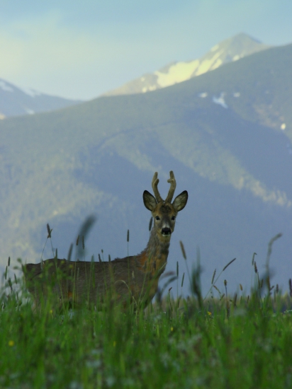 Srnček, v pozadí Západné Tatry
