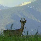 Srnček, v pozadí Západné Tatry