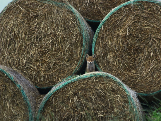 Najmladší na stráž