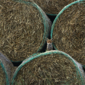 Najmladší na stráž