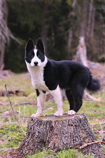 Bráško rastie ako z vody