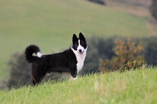 Môj karelský pobočník