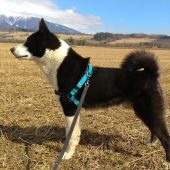 Nič neujde oku kareláka