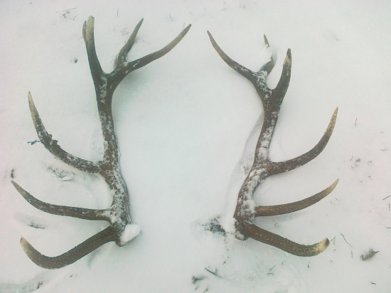 celý rok mi ležali pod nosom...