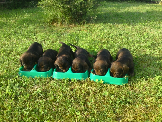 od Ipeľského brodu, B-vrh