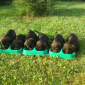od Ipeľského brodu, B-vrh