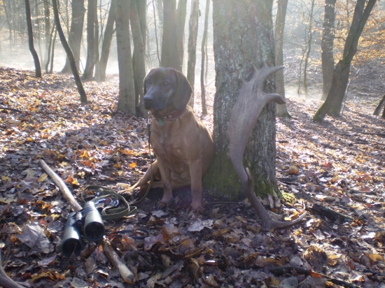 jedno krásne ráno...