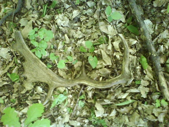 cestov pri zakrmovaní