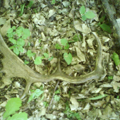 cestov pri zakrmovaní