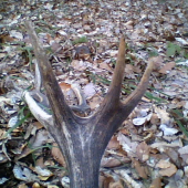 kolko je tu zhodov ?