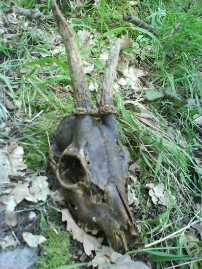 vela fejčil až ozelenel