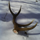 dnešný úlovok  4,15 kg