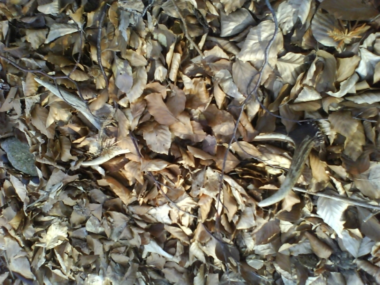 Včerajší ale mi ide karta