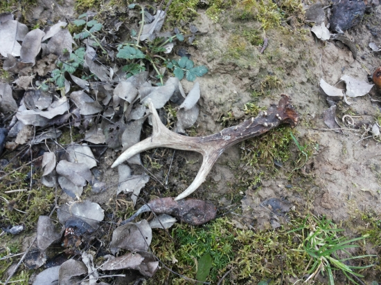 predsa sa našiel...