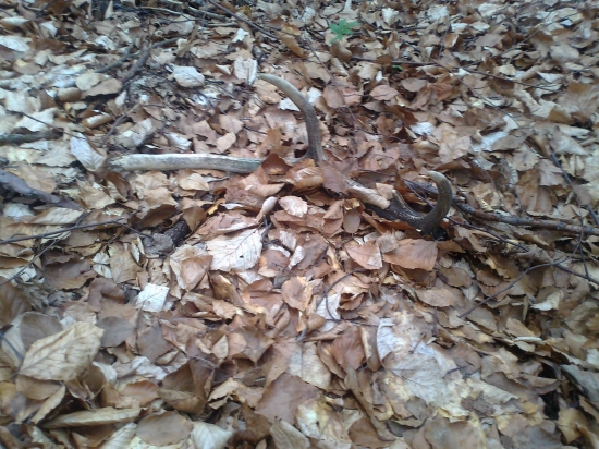 Myši ma predbehli ....