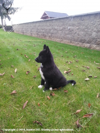 Ares