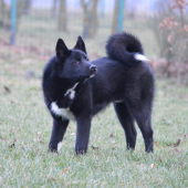 Ares