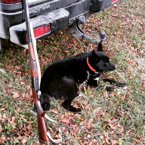 Ares- ruskoeuropska lajka