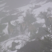 štyria páni na prechádzke