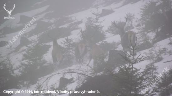 štyria páni na prechádzke